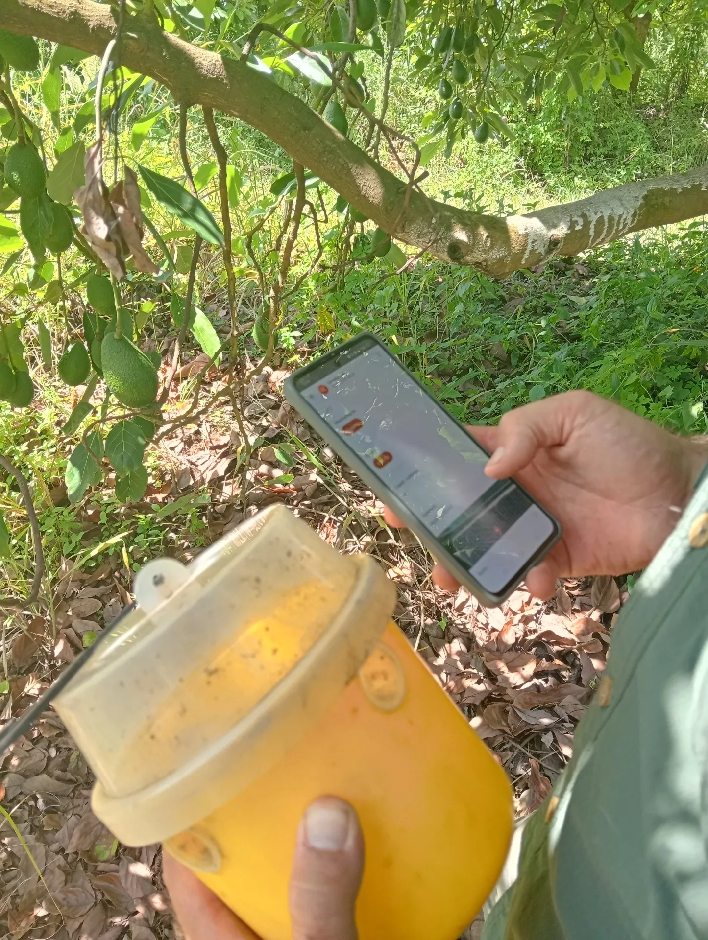 IPM: Biological vs Chemical Control