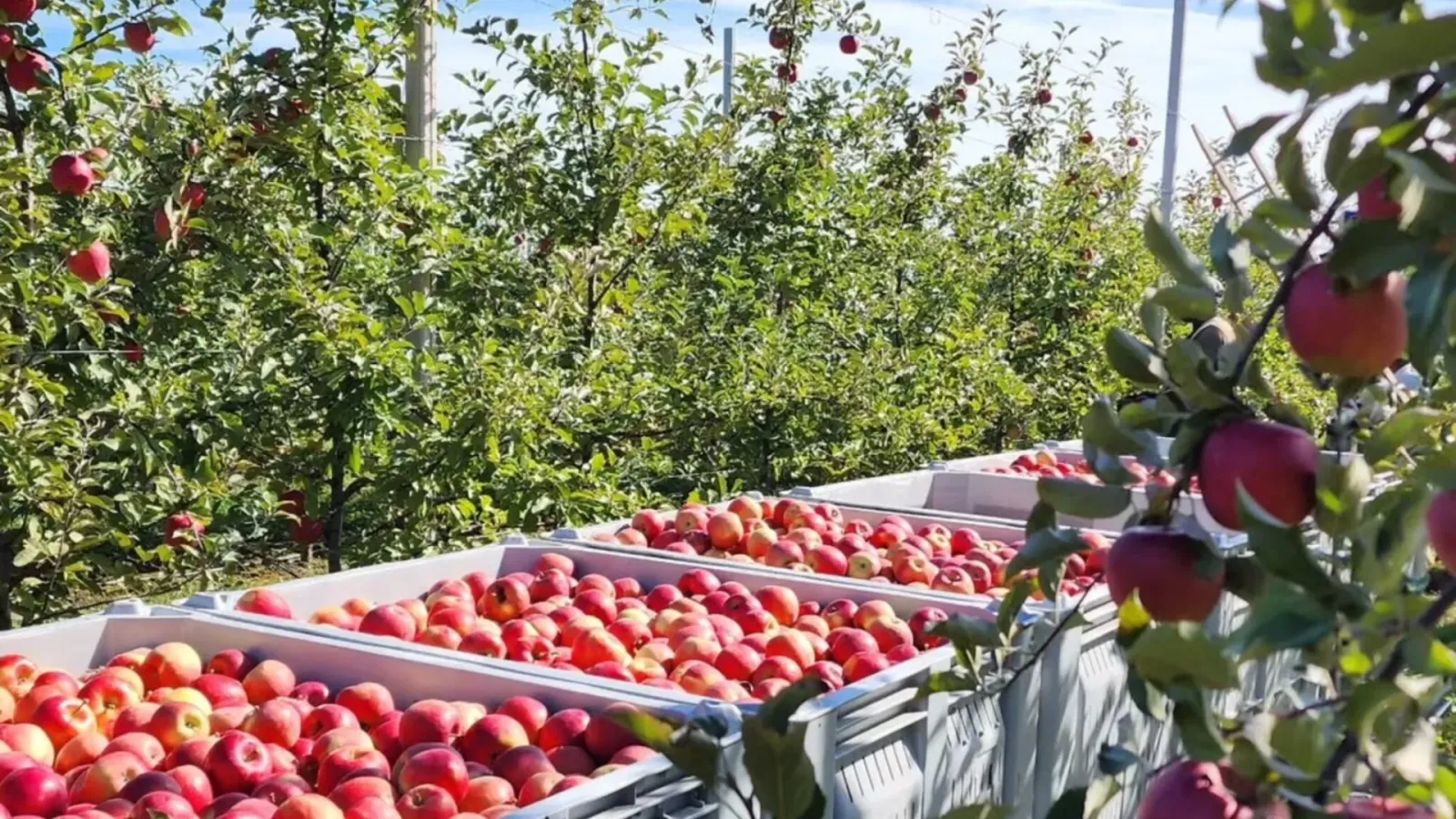 Green Mountain Orchards, apple and blueberry grower in Vermont