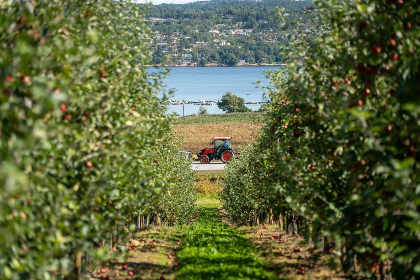 Apple orchard rows with a tractor and a Norwegian fjord behind